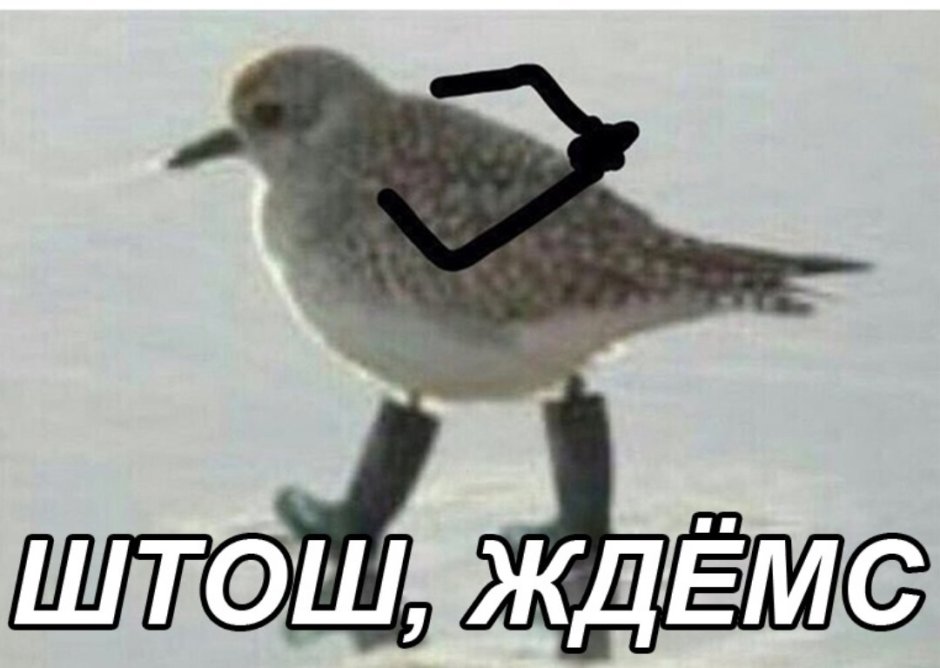 Птенец слеток