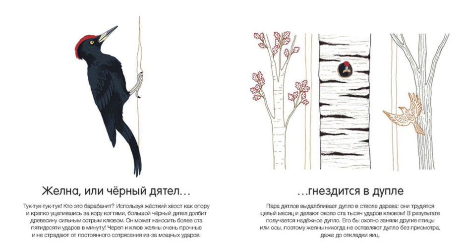 Красночубая кокетка