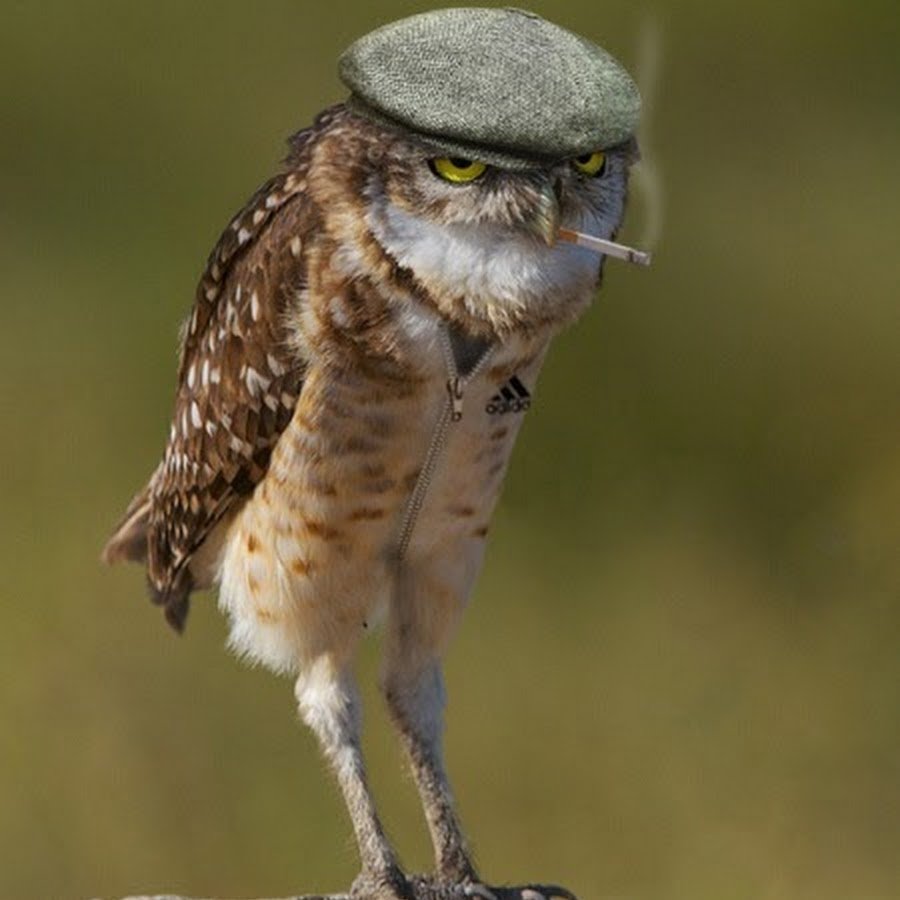 Смешной Филин