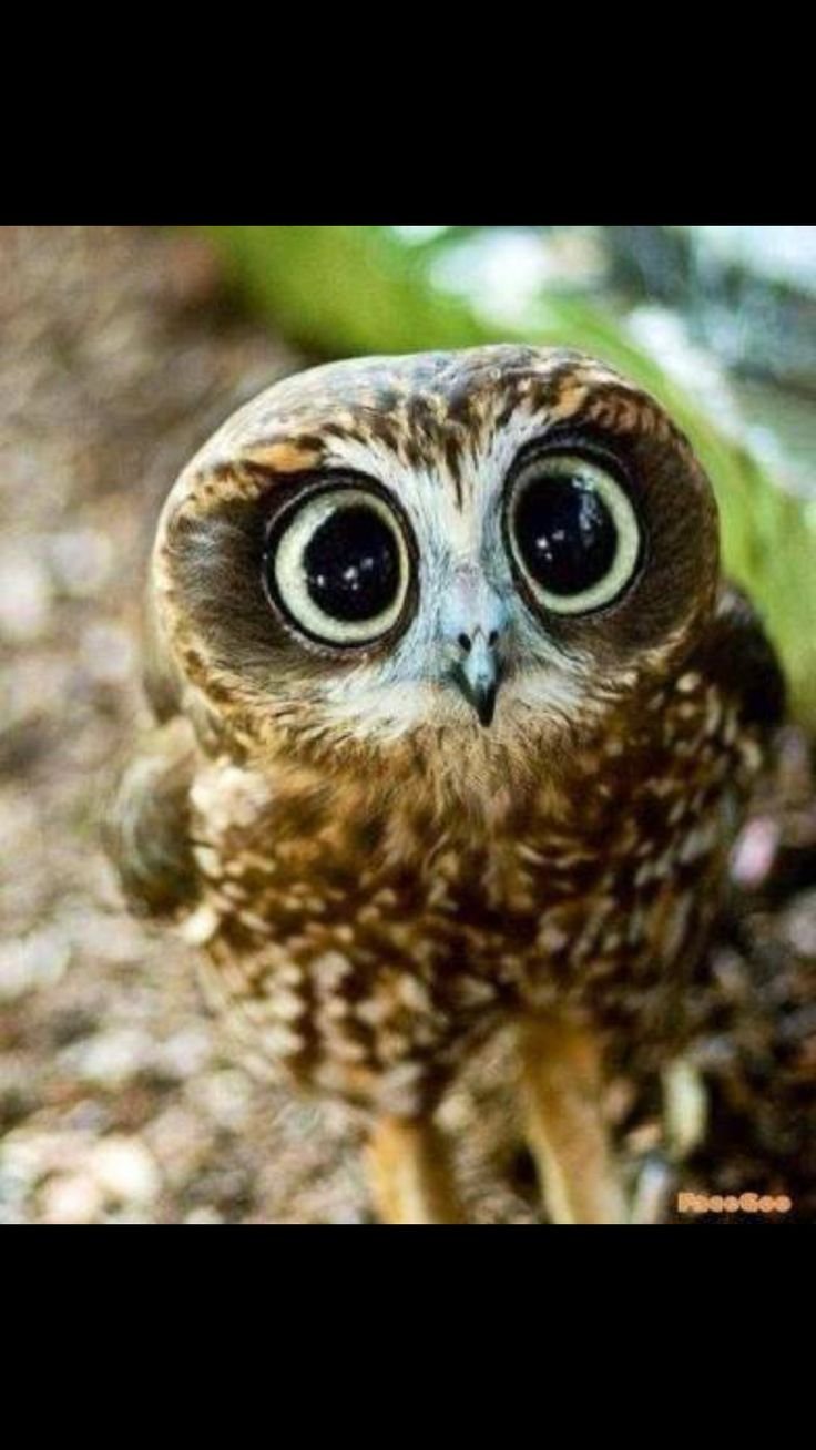 Сыч смешной