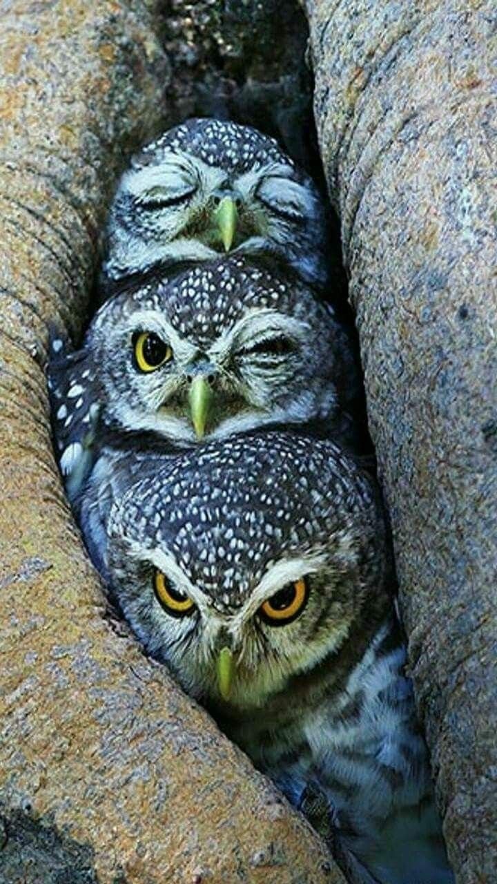 Совы фотографируются