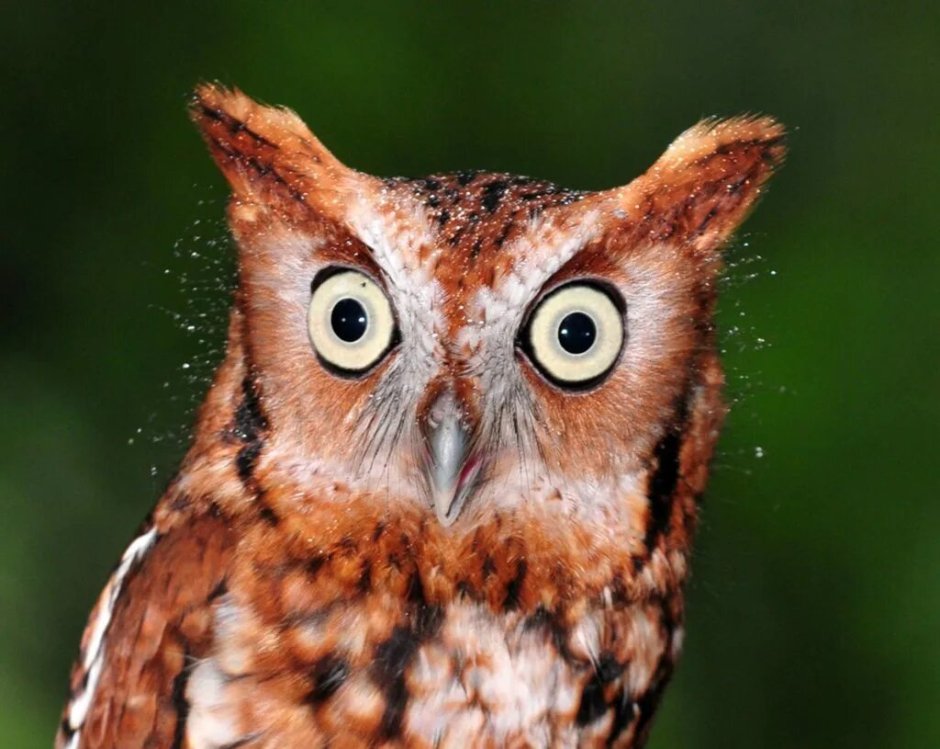 Смешные Совы