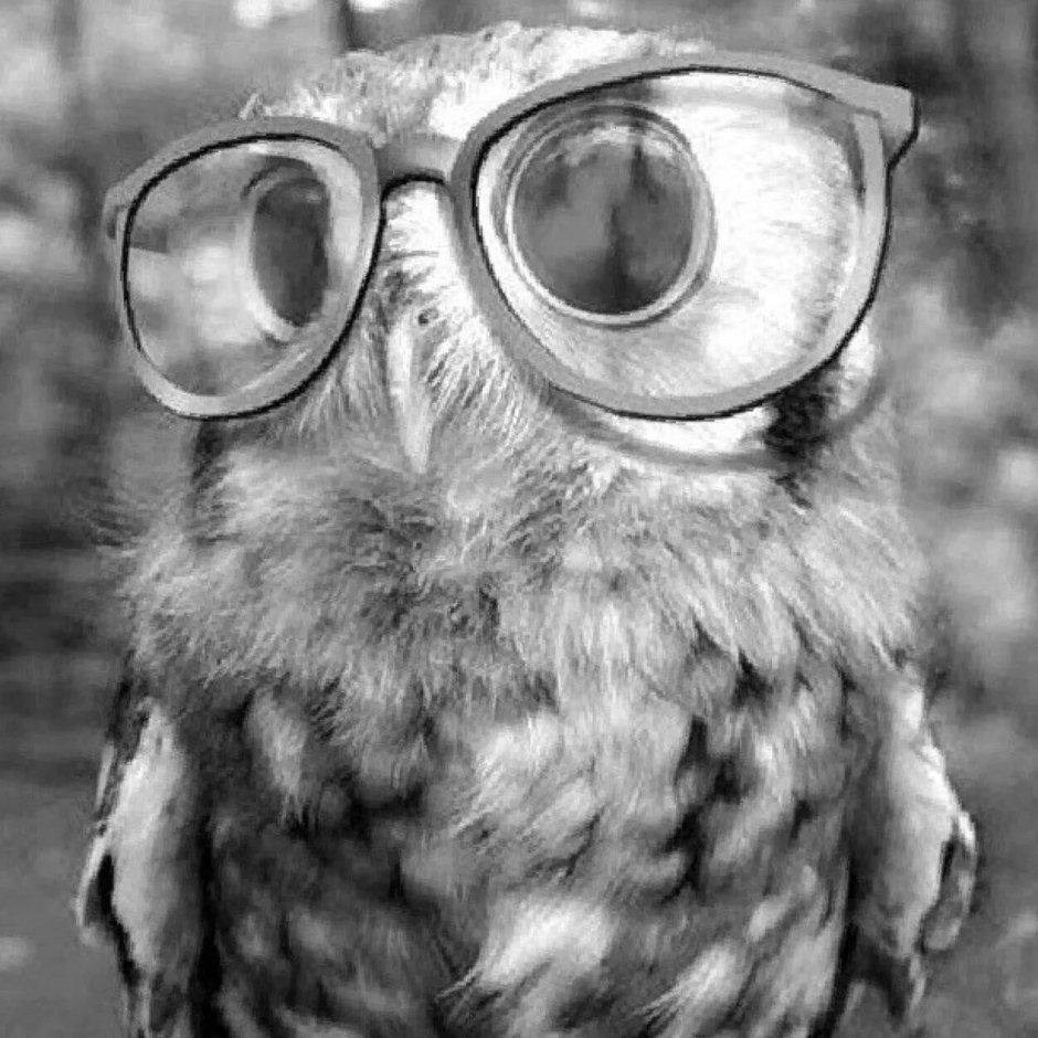 Птица мудрости