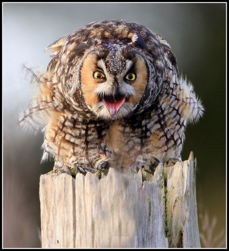 Злая ушастая Сова