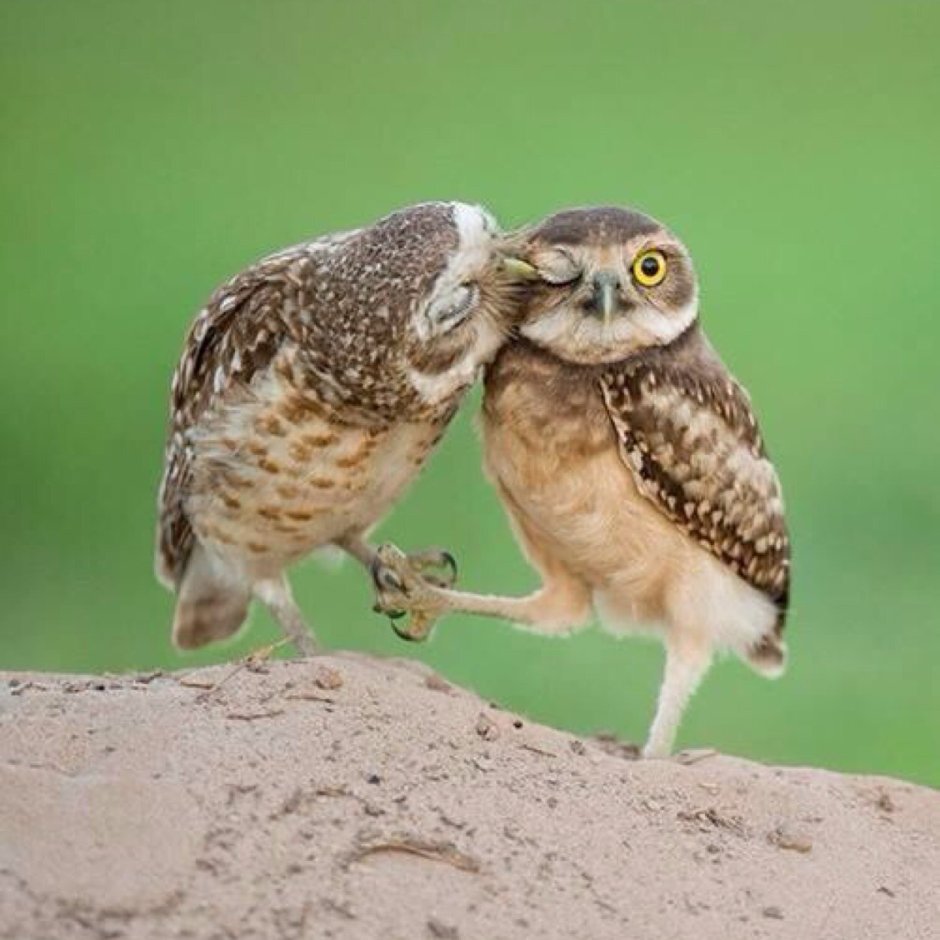 Забавные Совята