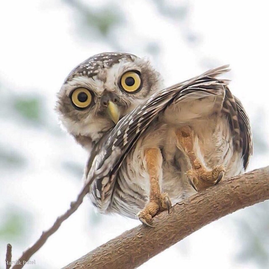 Сова с огромными глазами