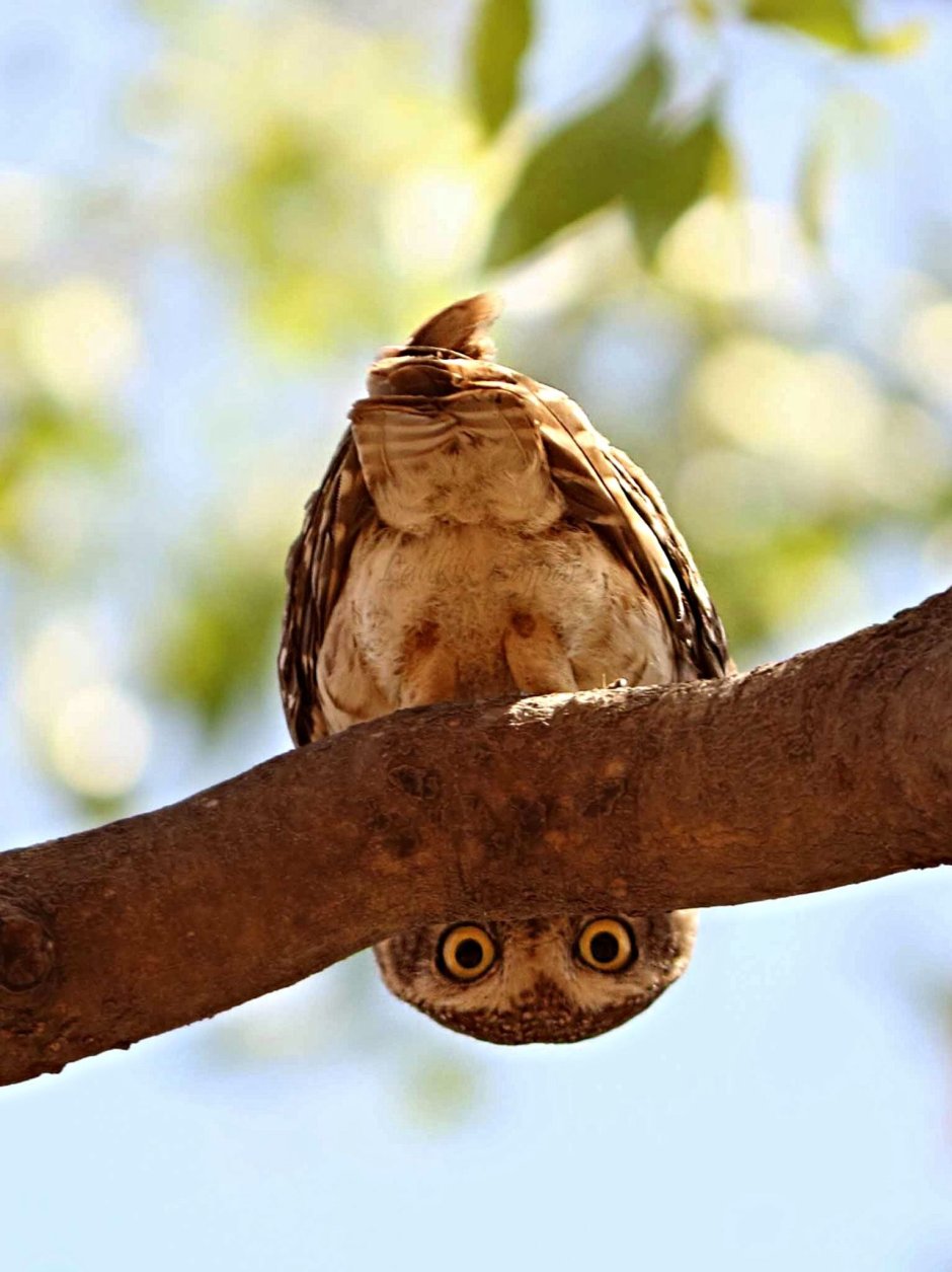 Совята первокурсники