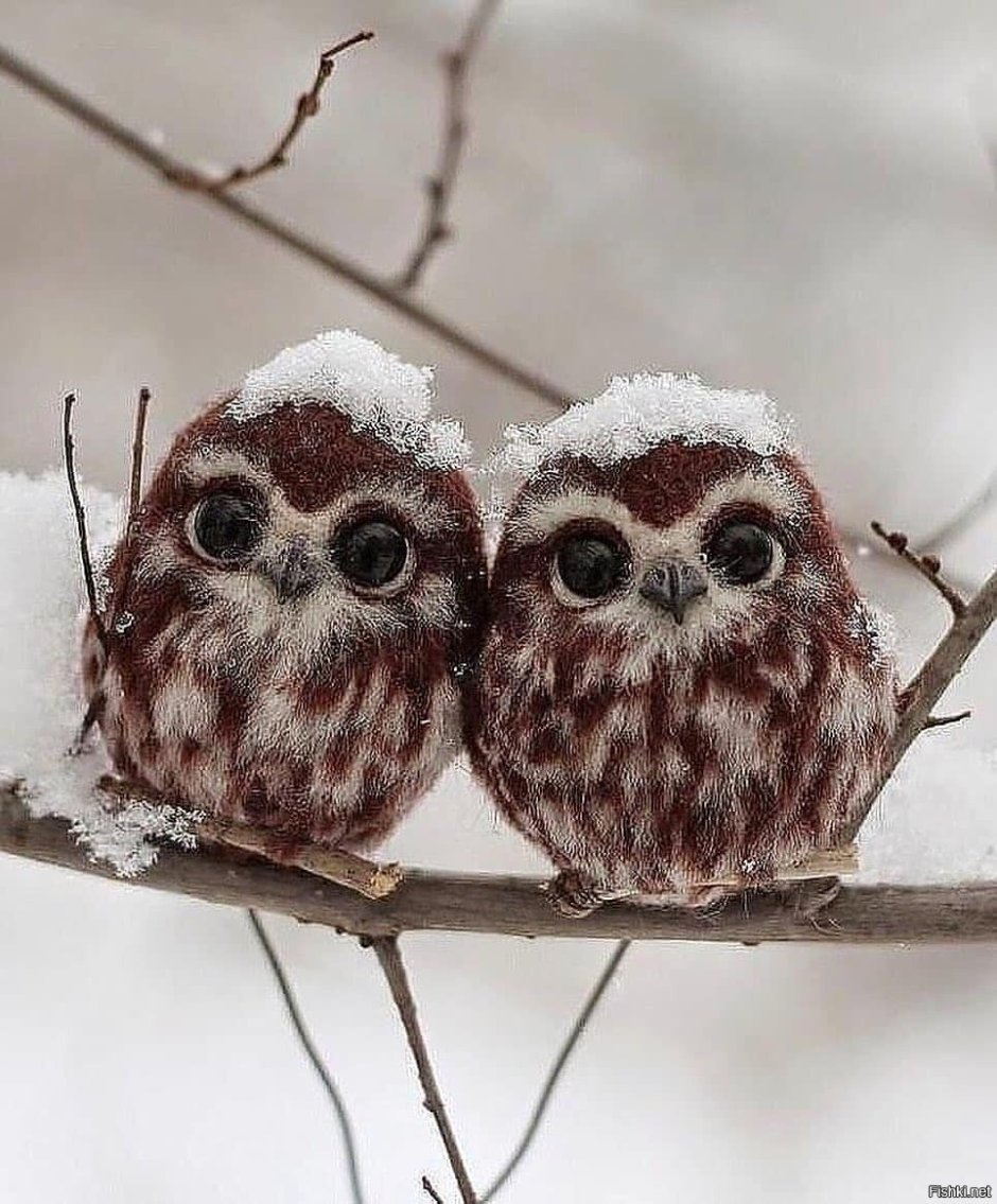 Сова на ветке