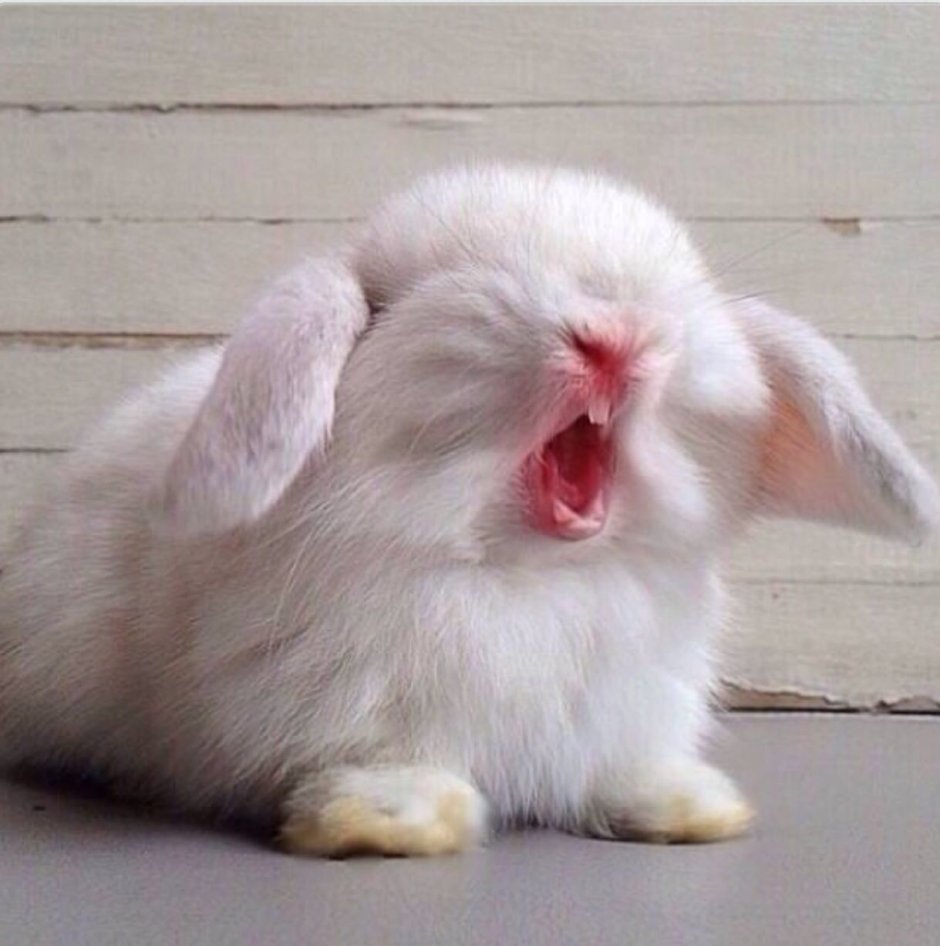 Raving Rabbids 2