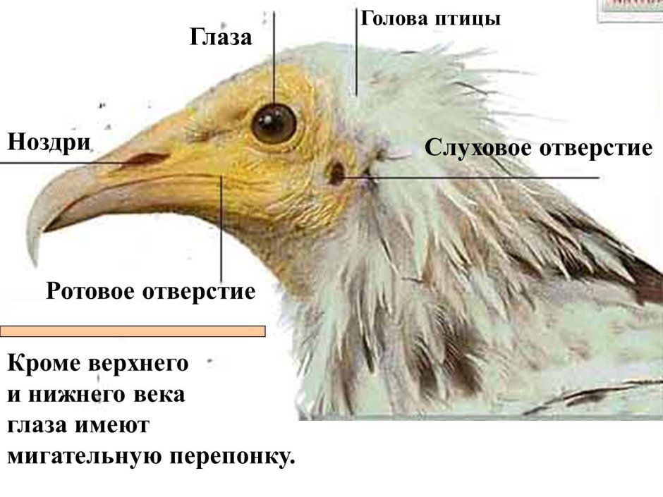 Ухо птицы строение