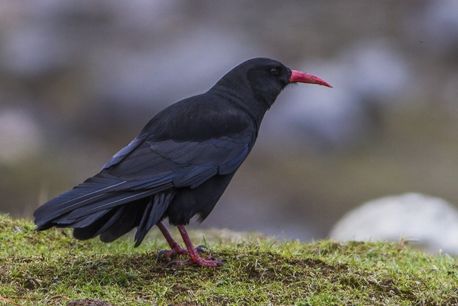 Кулик-сорока Haematopus ostralegus