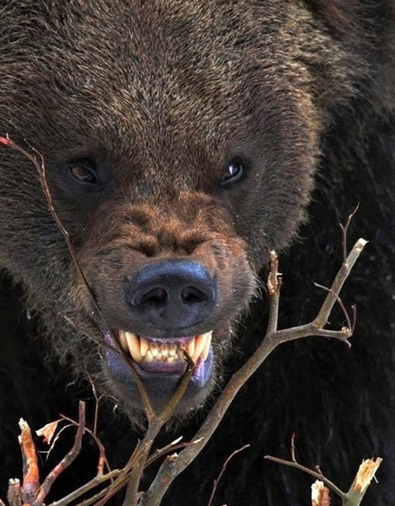 Грозный медведь Гризли