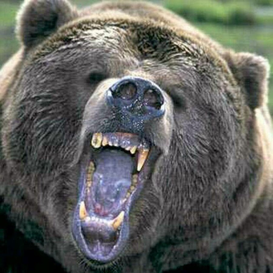 Качки медведи