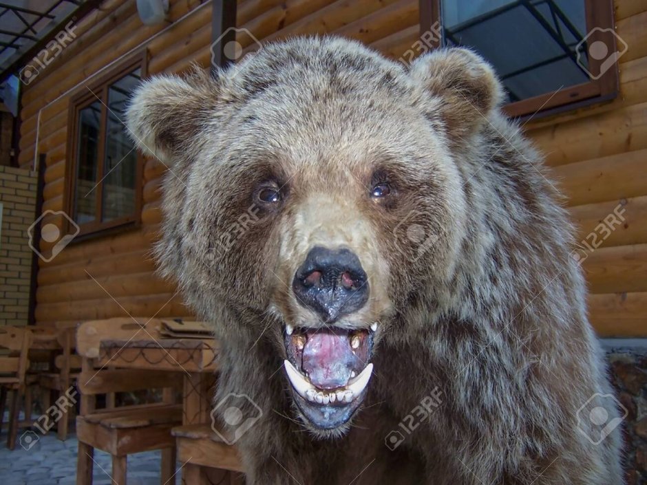 Большие и страшные медведи настоящие