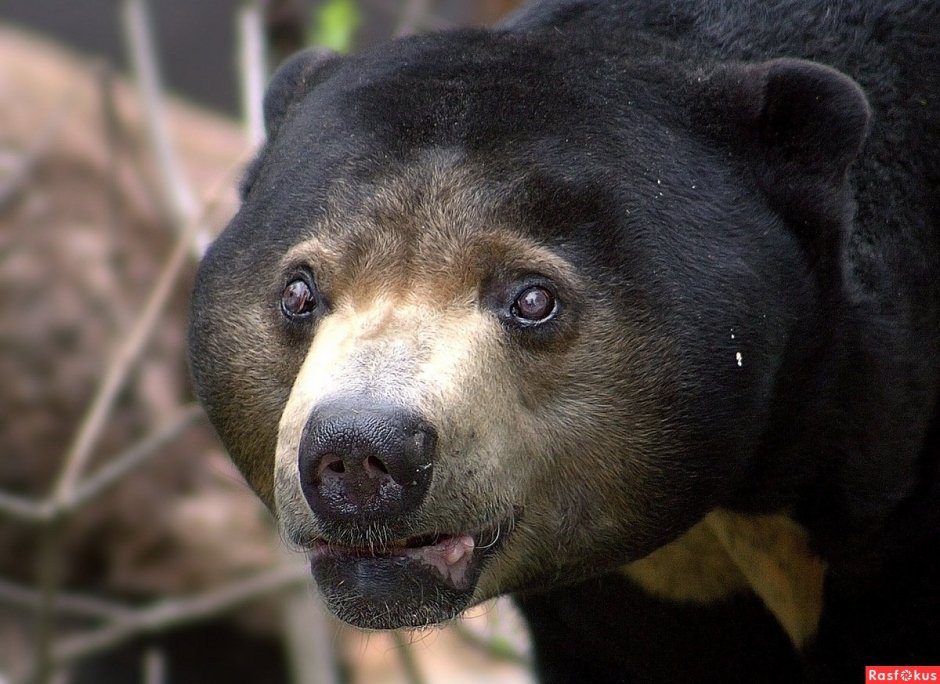 Самый страшный медведь в мире