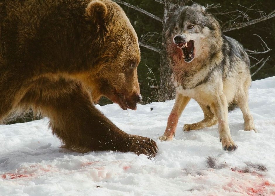 Росомаха хищник