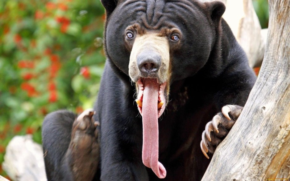 Самый большой медведь Гризли