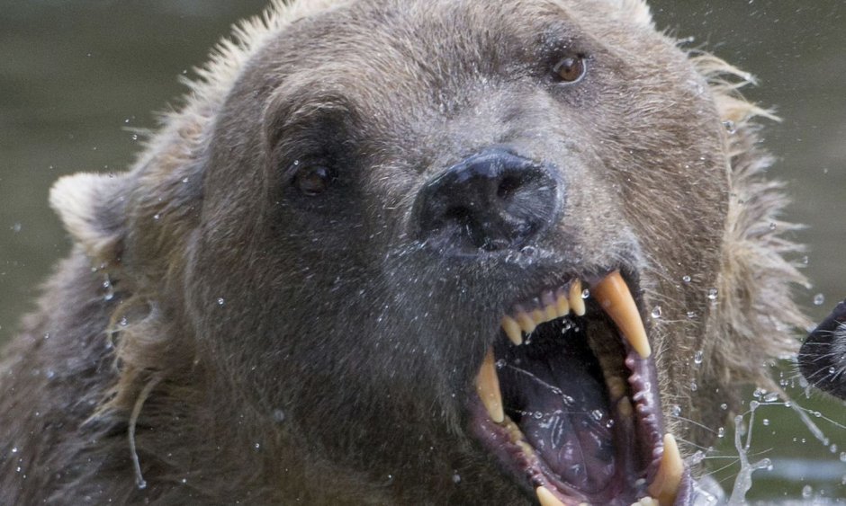 Вонючий медведь