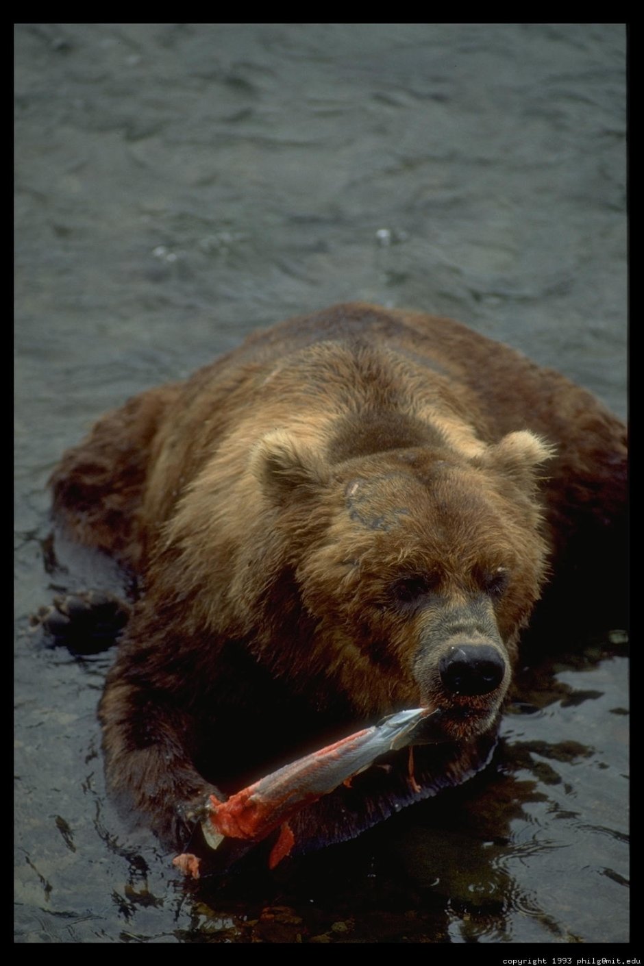 Самый страшный медведь в мире