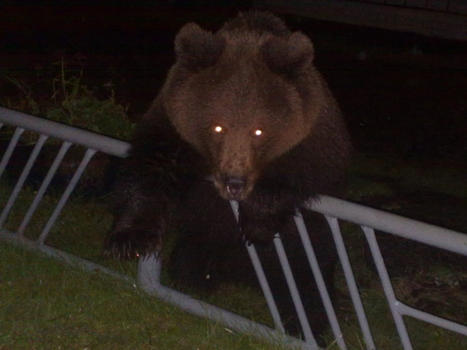 Самый страшный медведь в мире