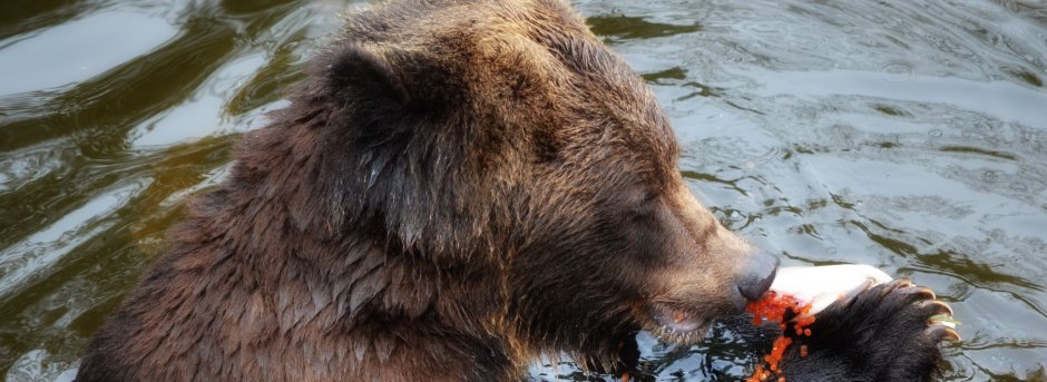 Самые опасные и страшные медведи