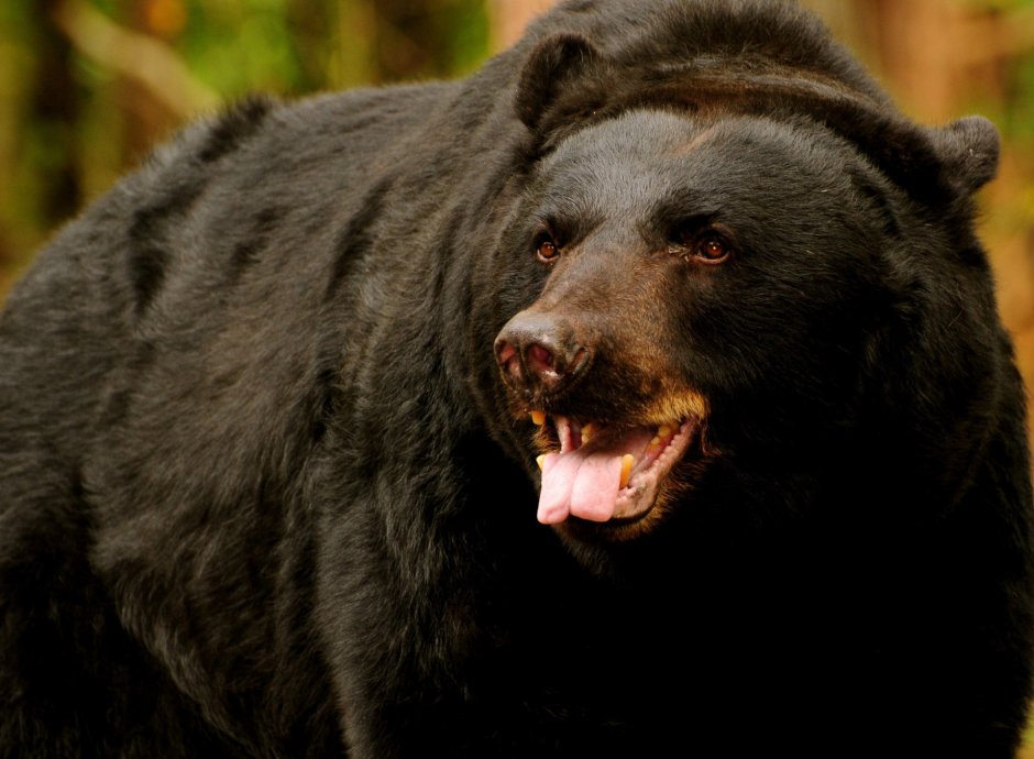 Гималайский медведь