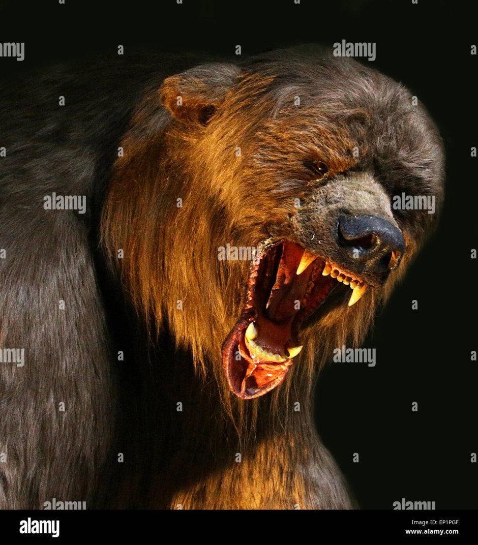 Кто сильнее голодный Ярик или бурый медведь