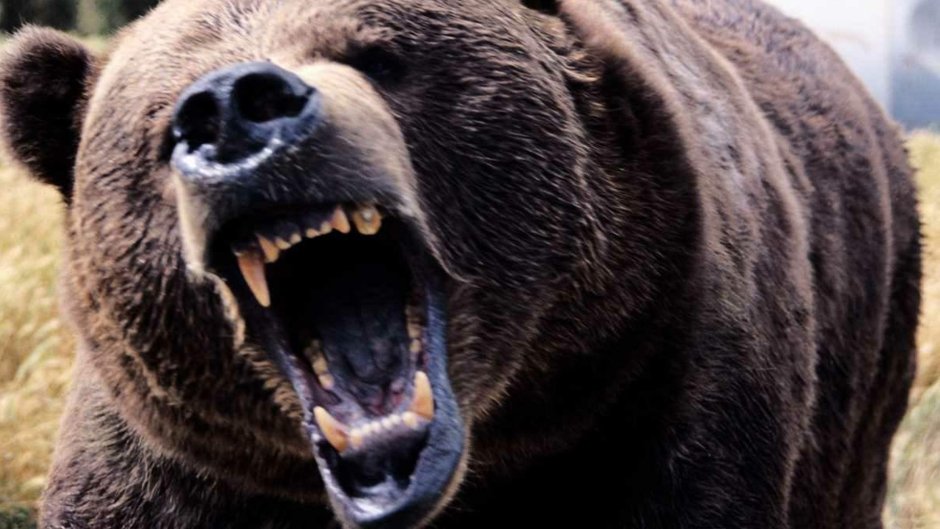 Медведь Гризли злой черный