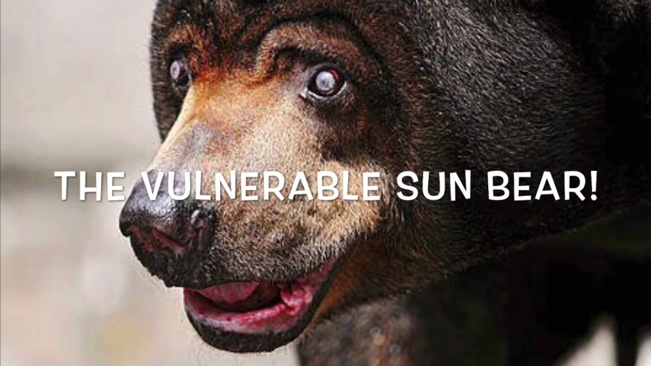 Гвинт Разъяренный медведь