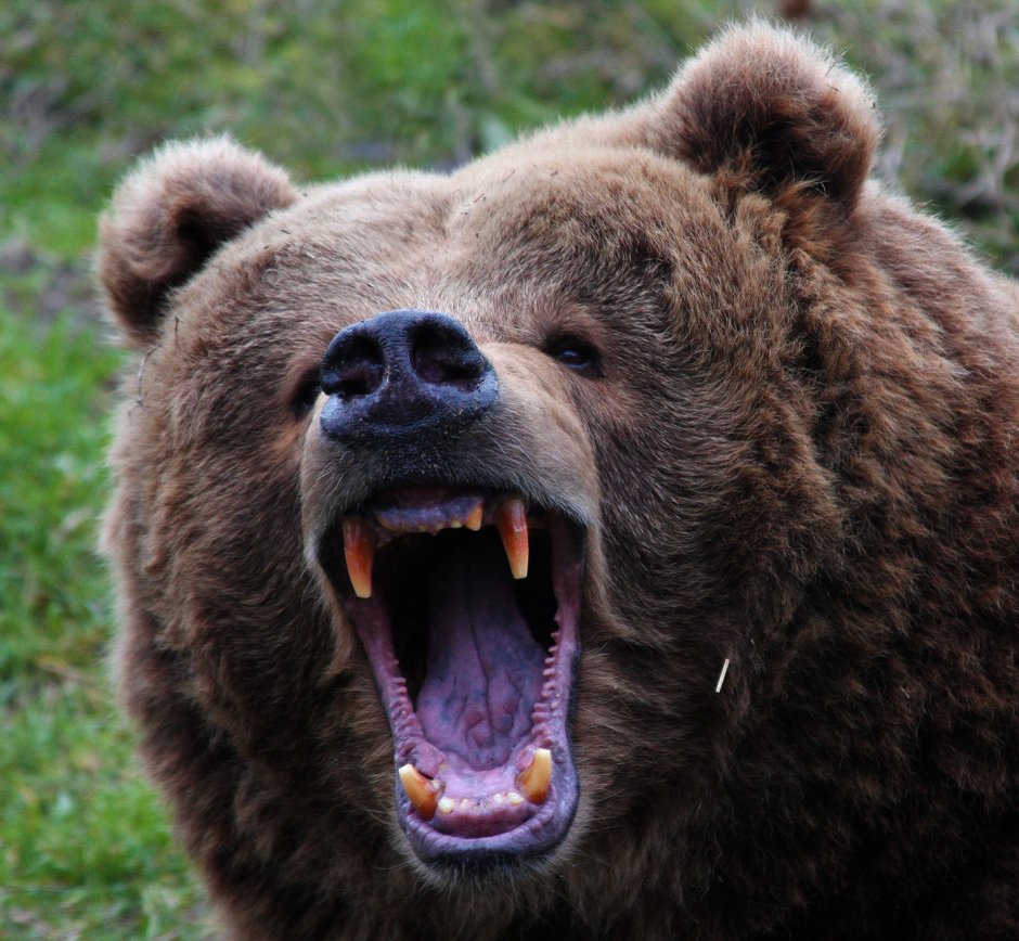 Медведь Гризли против Волков