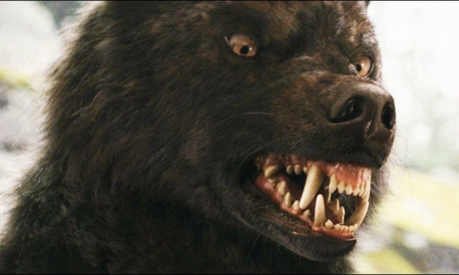 Последний снимок японского фотографа медведь