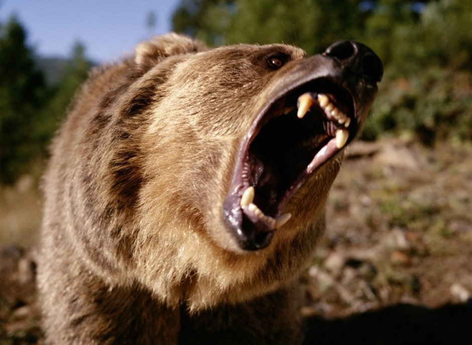 Константин медведь