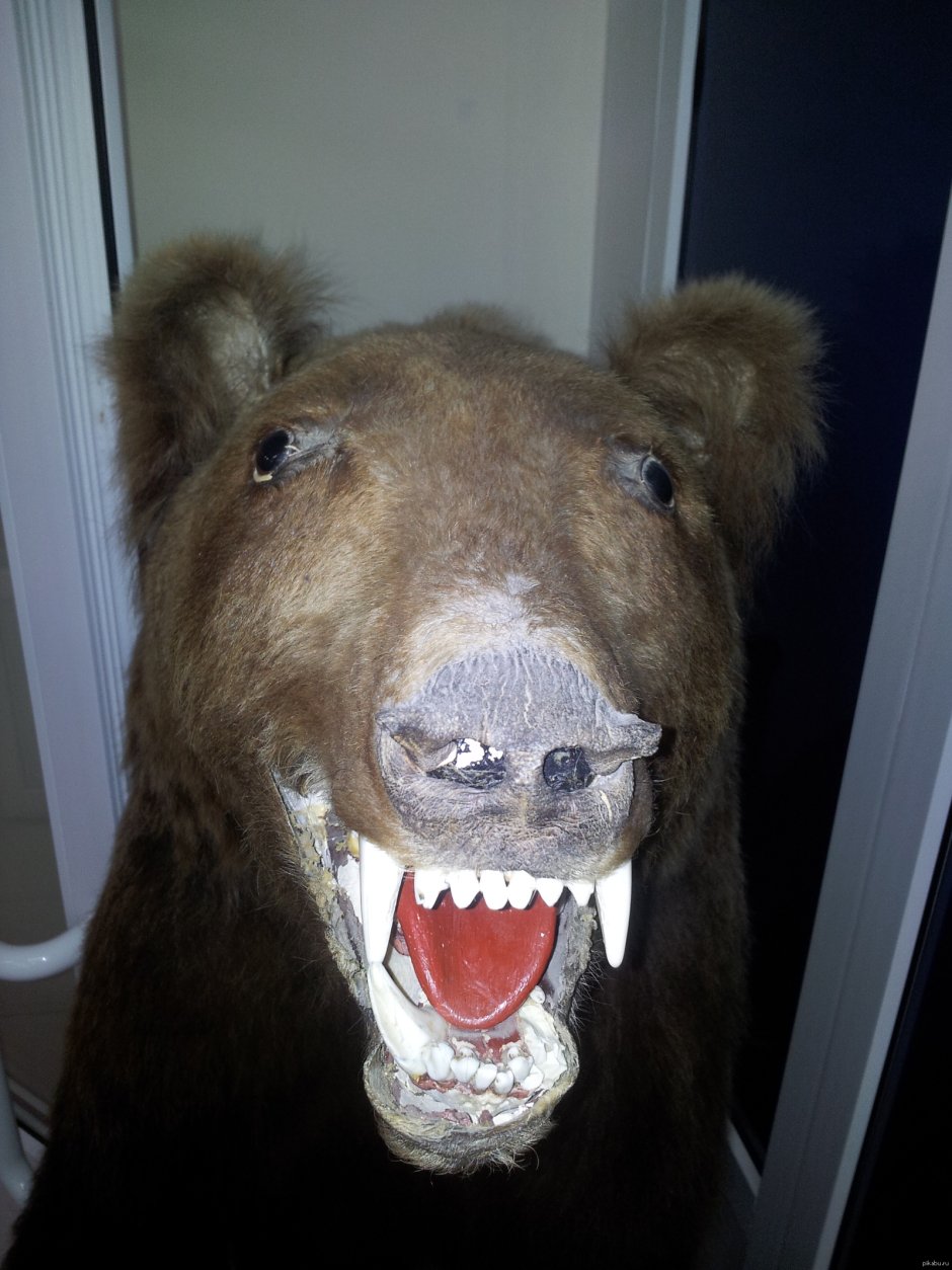 Медведь Гризли злой большой