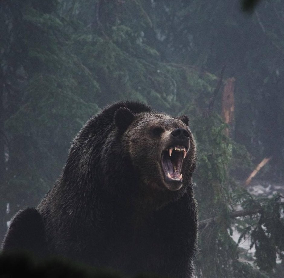 Гризли фильм 2013