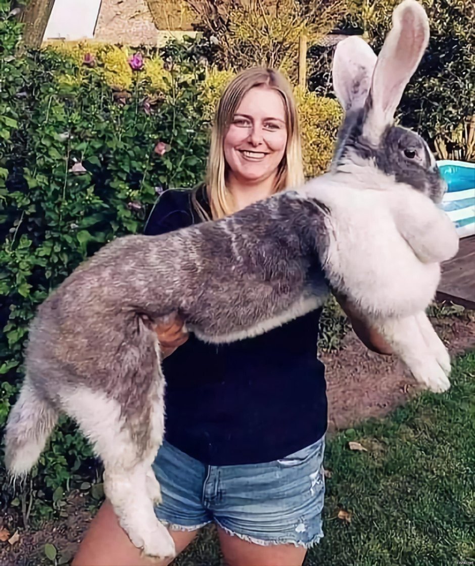 Continental giant Rabbit