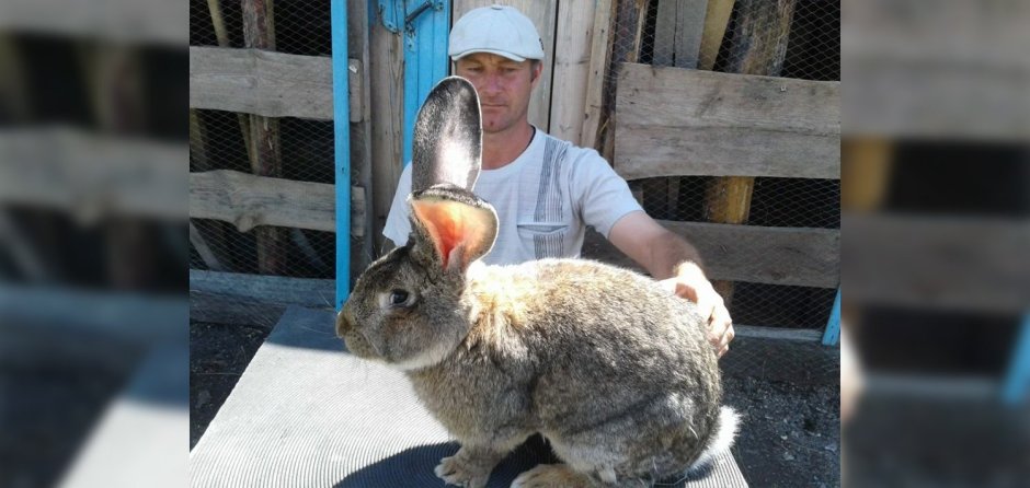 Фламандский гигантский кролик