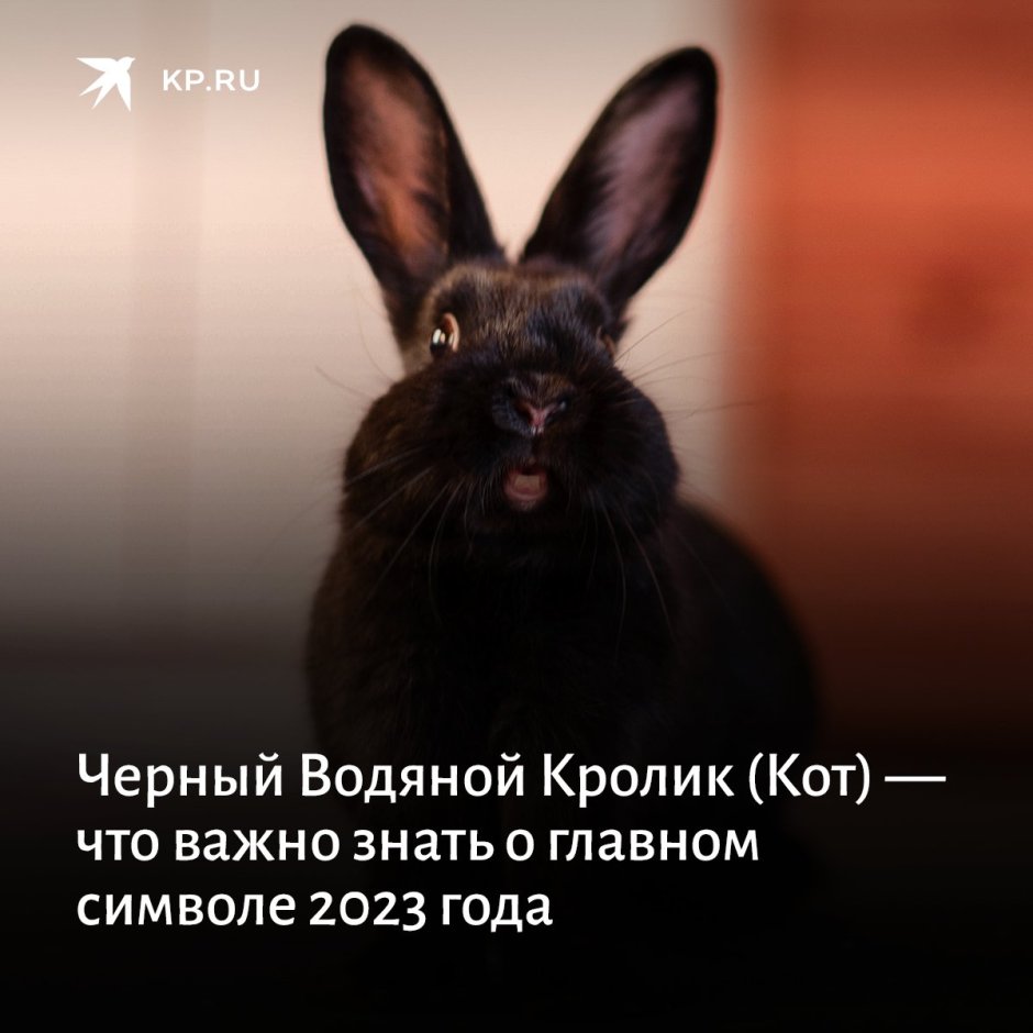 Черный черный кролик 2023