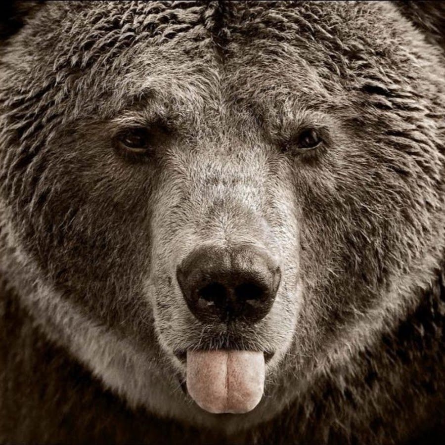 Медведь показывает язык