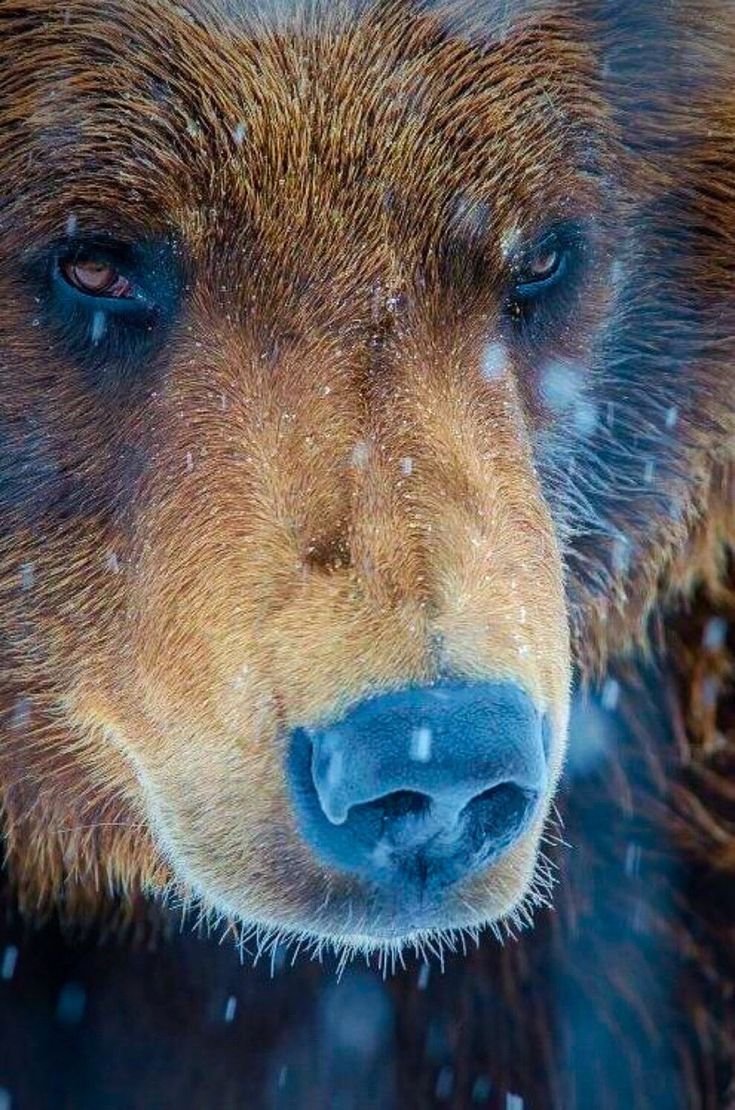 Морда медведя арт