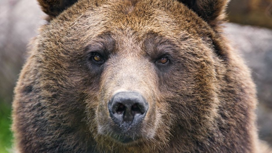 Камо медведь