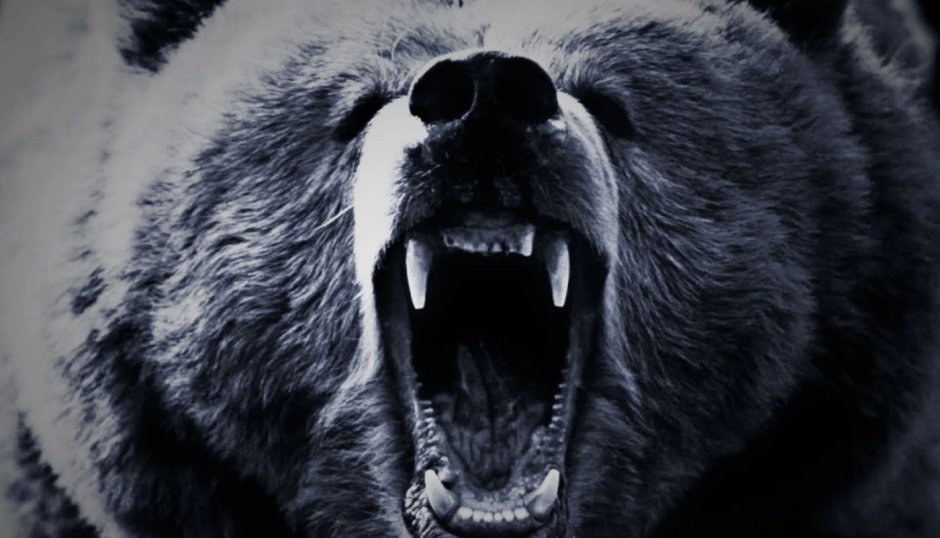 Медведь обои