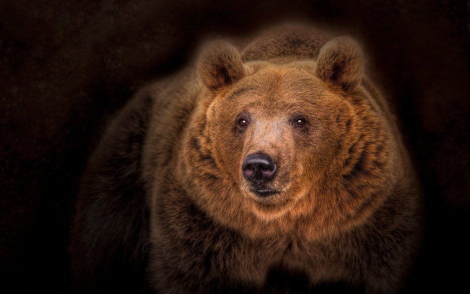 Бурый медведь
