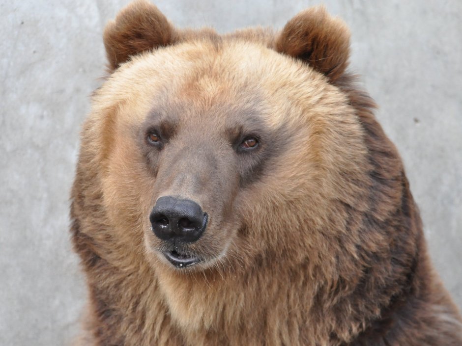 Медведь улыбается