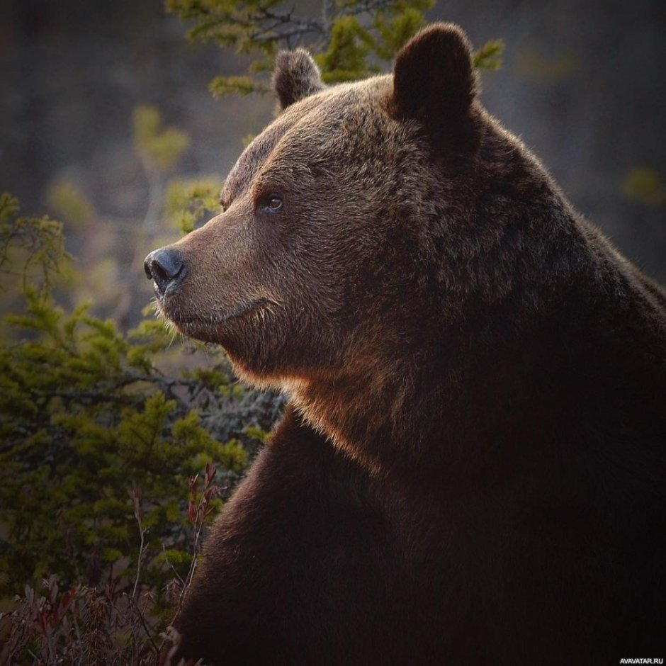 Голова медведя