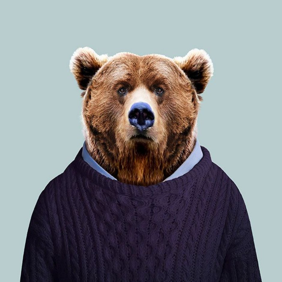 Оскал медведя