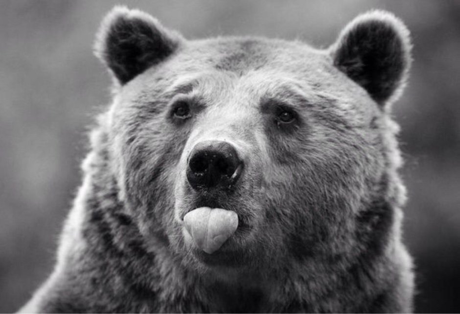 Медведь Гризли злой