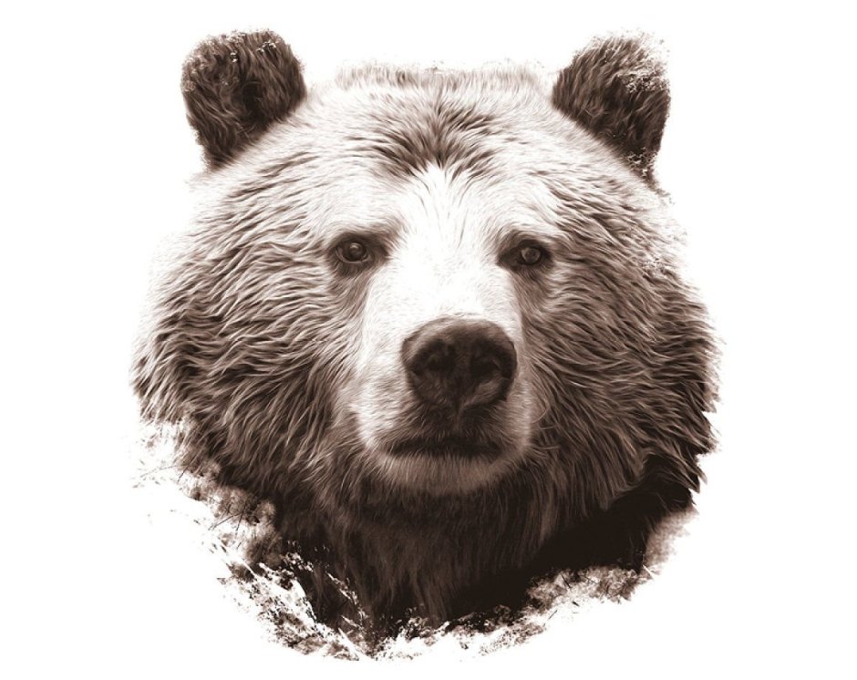 Обои на телефон медведь