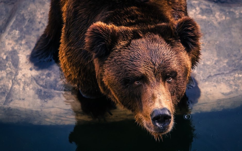 Бурый медведь голова анфас