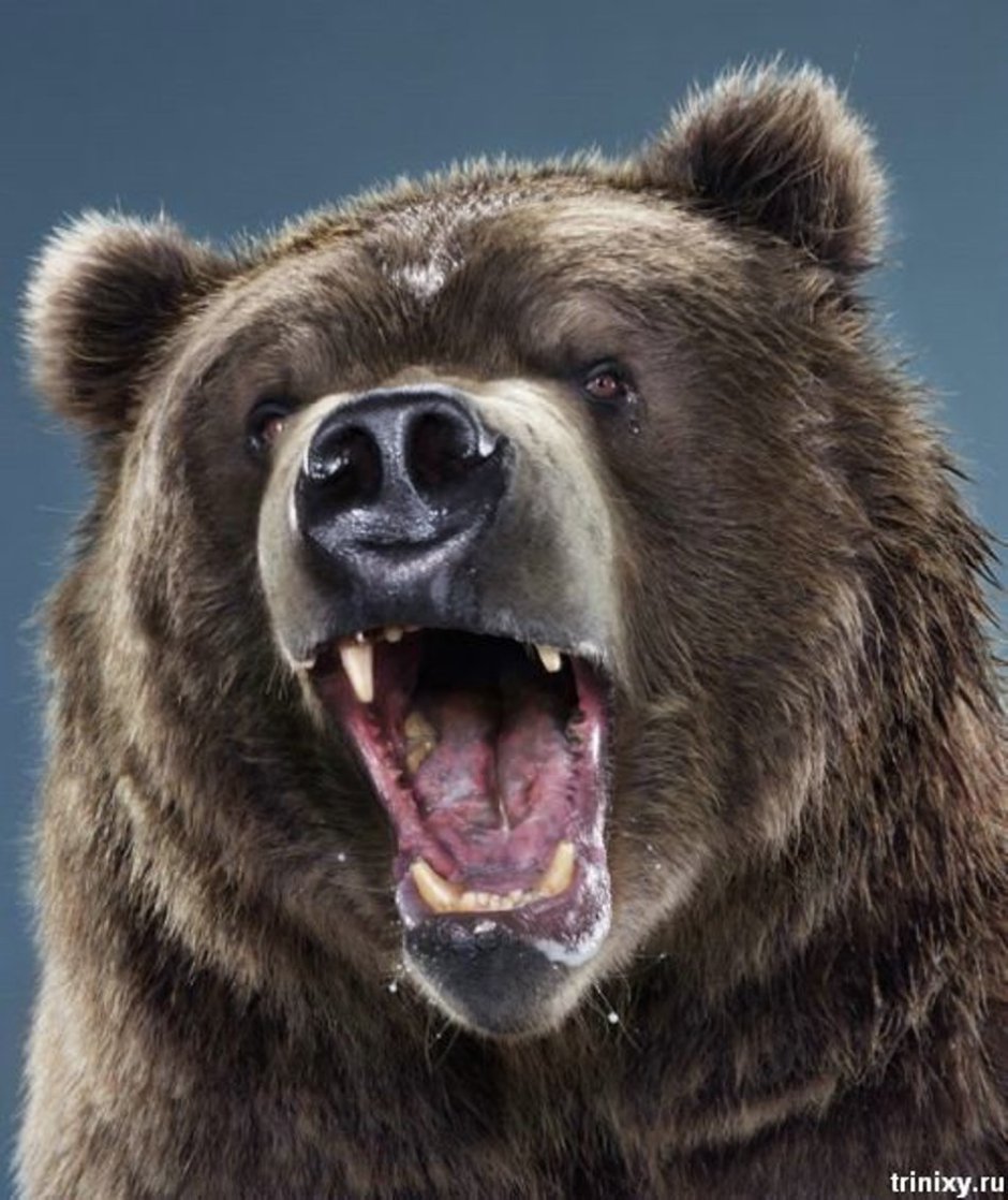 Морда медведя