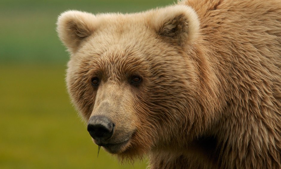 Медведь на черном фоне